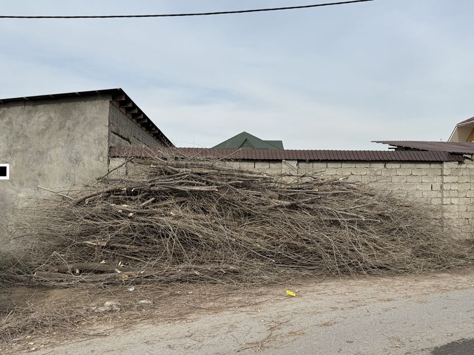 Отыннн ағашшшшшш