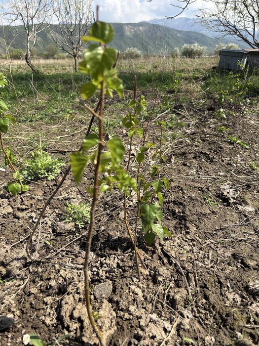 Продам саженцы Березки