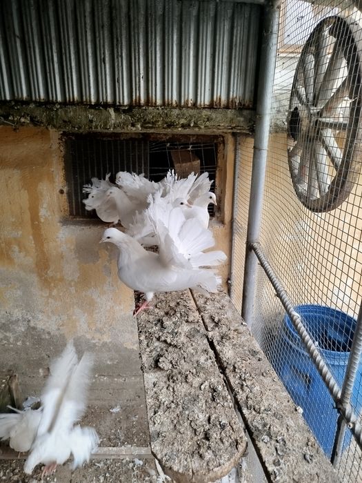 Продавам Гълъби Фенерлии