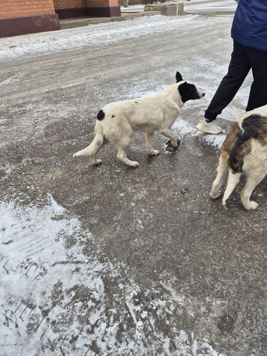 В добрые руки собака