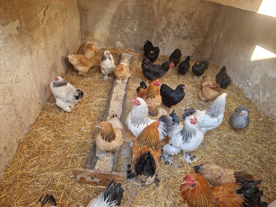 Pasari Brahma si Wyandotte