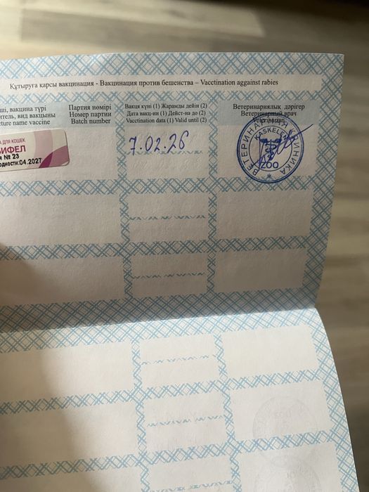 Отдам кошку 7 месяцев