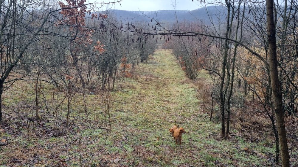 Teren comuna Dobresti (Arges)