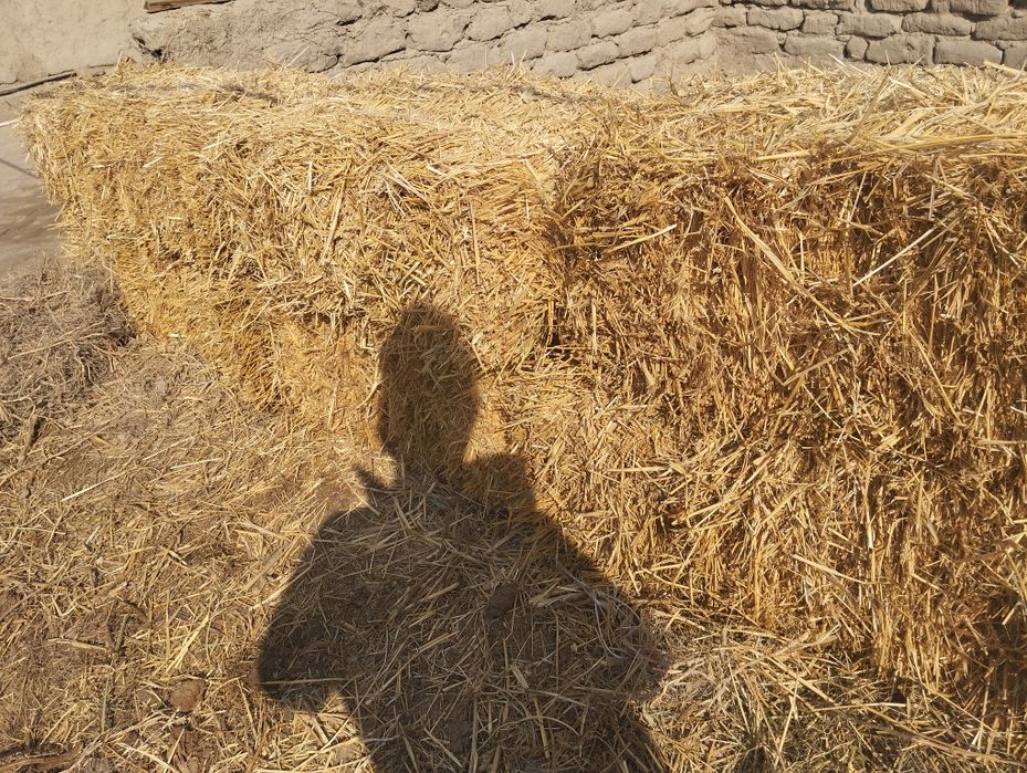 Сомон прес сотилади