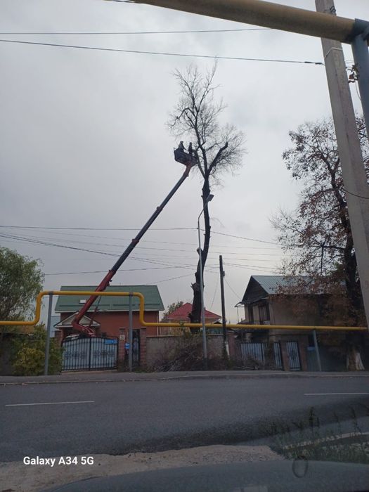 Спилить дерево.Спилим дерева.Спил деревьев