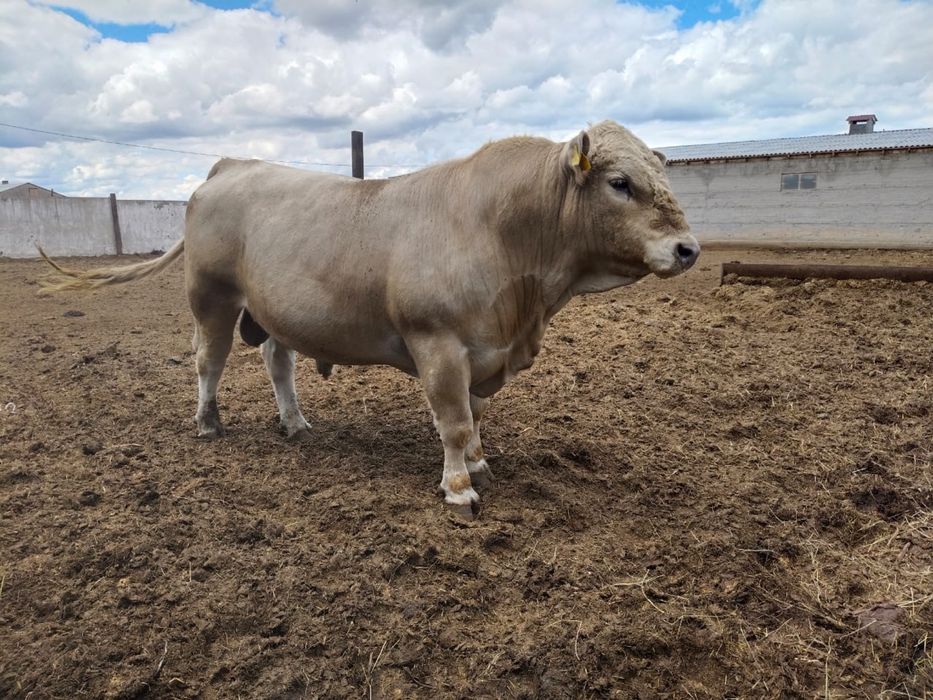 Искусственное осемение