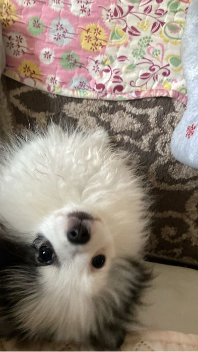 Продаётся собака