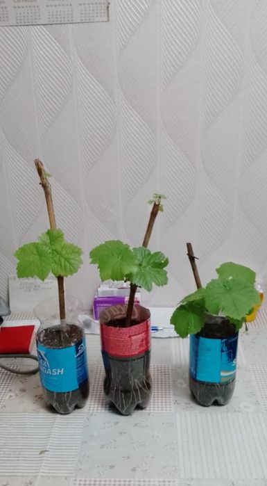 Черенки винограда