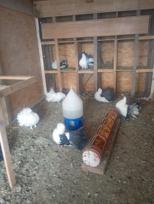 Vând porumbei rotați