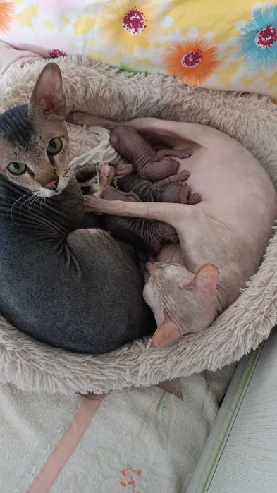 Продаются котята донского сфинкса
