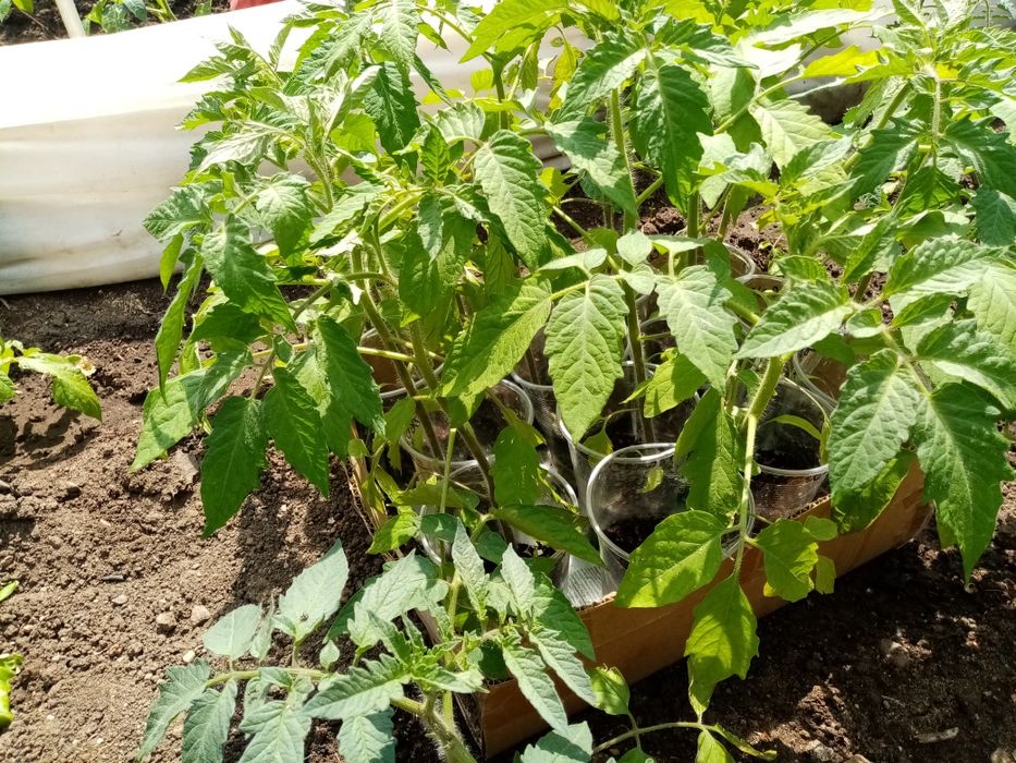 Рассада сладкого перца продам