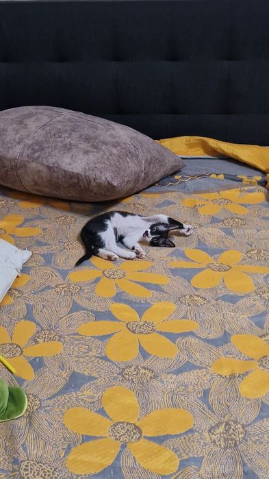 Котенок полукровка