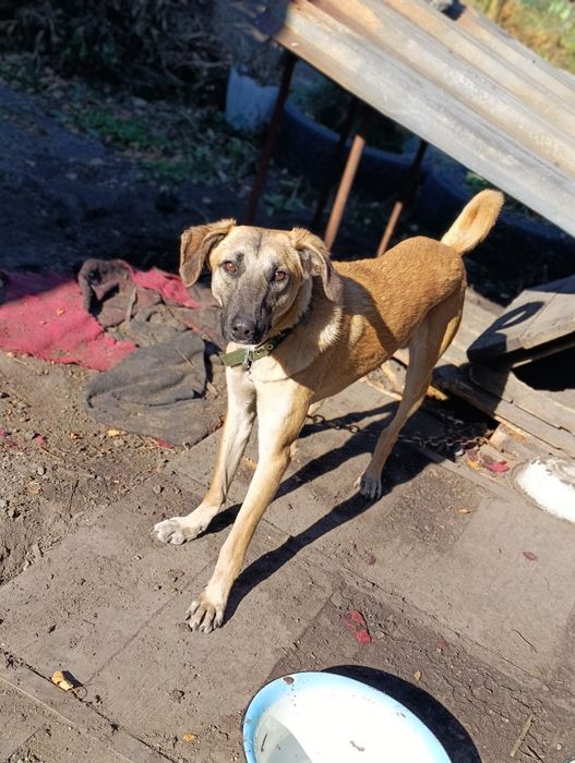 Срочно котик в добрые руки!