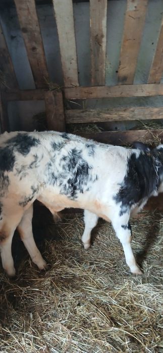 Vaca cu vițel de vânzare