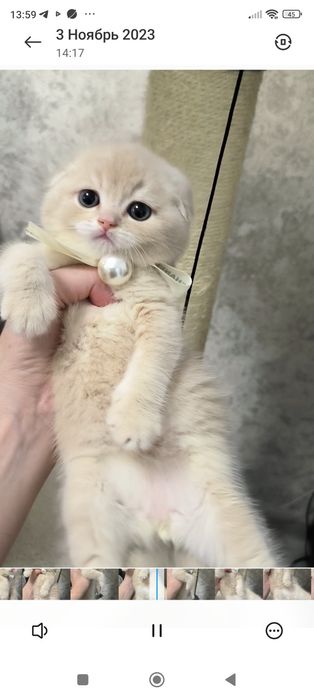 Котёнок от правильной вязки