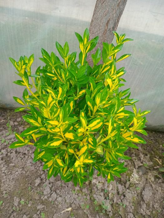 Бересклет кучатлари сифатли ландшафт учун тайерлари бор. Буйлари Хар х