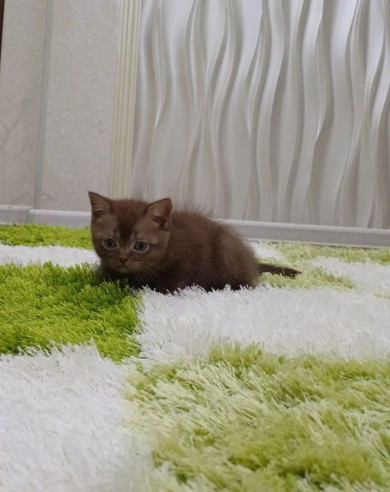 Продаётся срочно