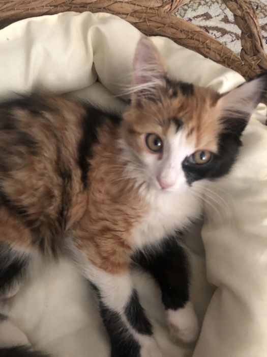 Котёнок девочка 4 месяцев