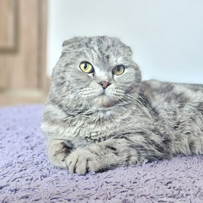 Кот Бонифаций ищет дом! Ташкент!