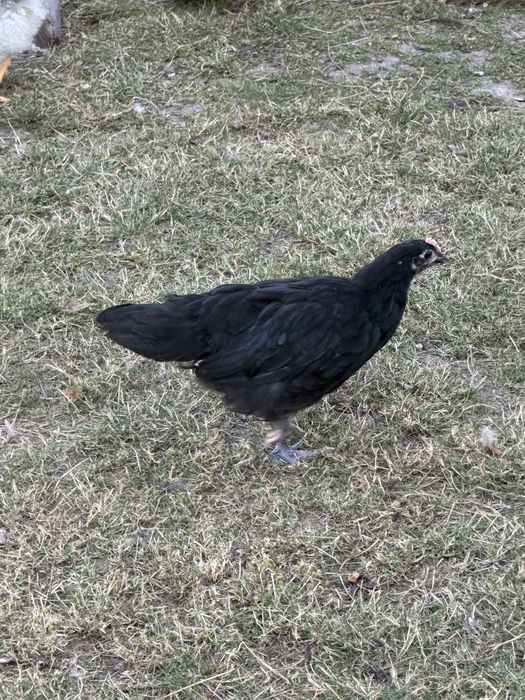 Gaini din rasele Australorp si Wyandotte