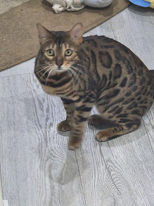 Бенгальская кошка чистокровная