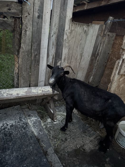 Vand doua iede si un tap