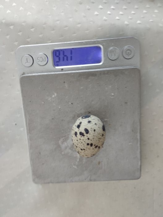 Продам. Перепела