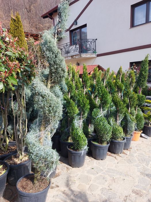 Vindem tuia la ghiveci și plante ornamentale