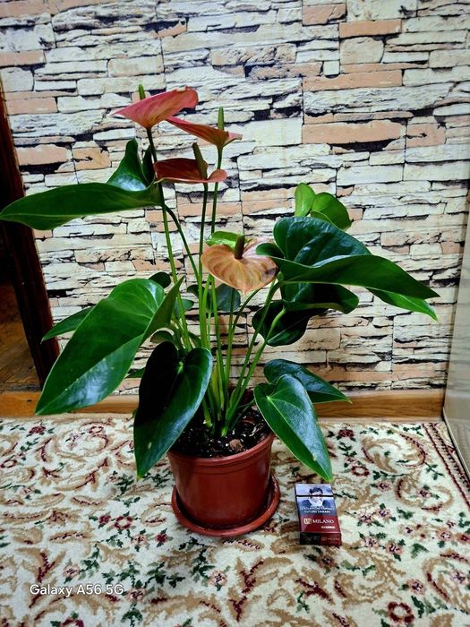Продаётся комнатный цветок Антуриум Андре,мужское счастье