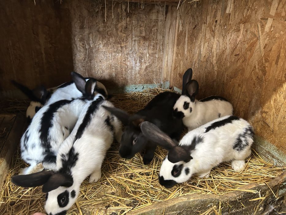 Vand tineret fluture german