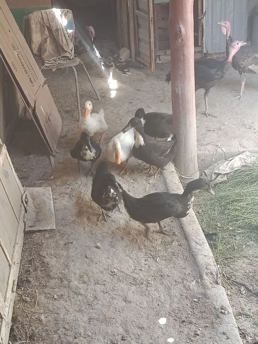 Когон шахарда куркалар ха урдак сотилади