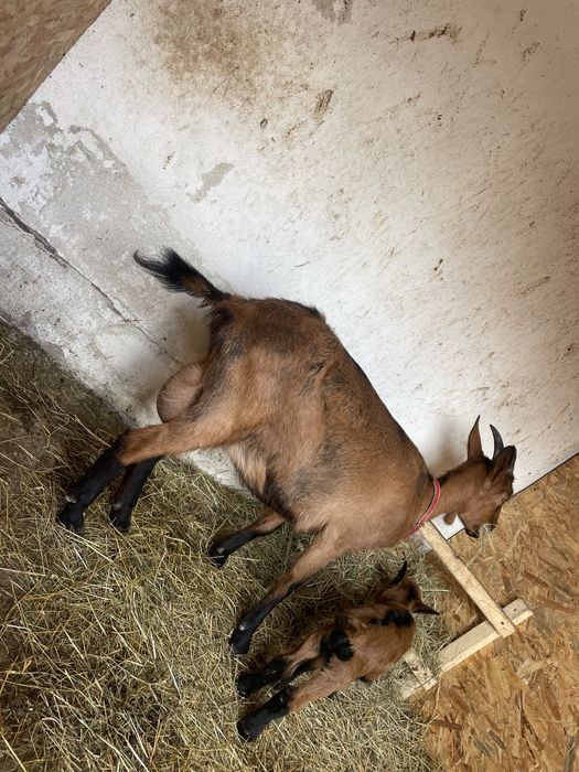 Alpina franceza cu ied