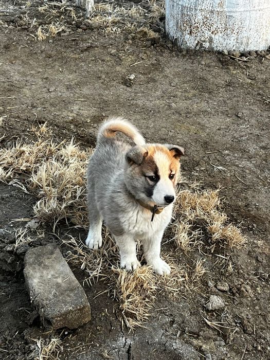 Лайка зсл еркек күшік
