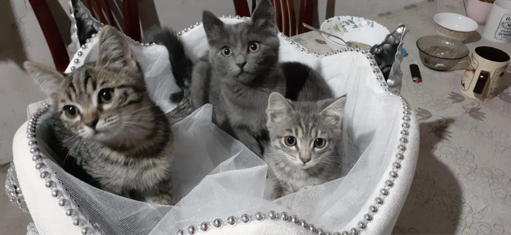 Отдаются милые котята в добрые руки!