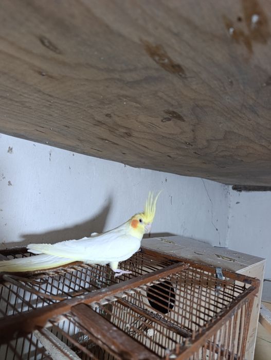 Птица карелла самкакуп вакт уча олади ва кулга ушаса тишламайди