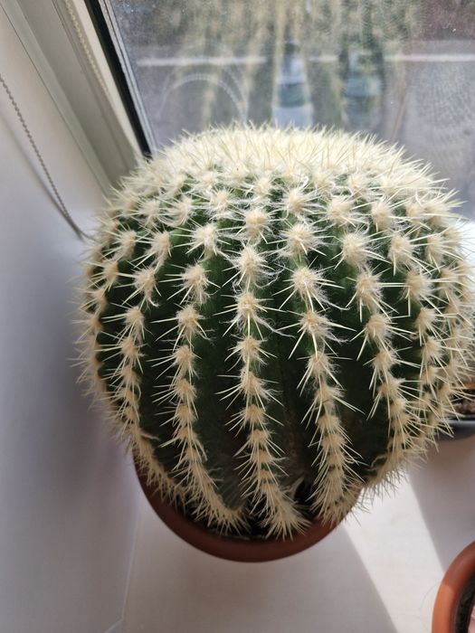 Продам кактус 20000 тг