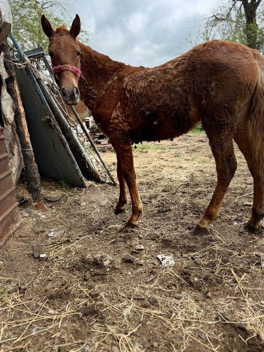 Ұрғашы тай 1 жасар