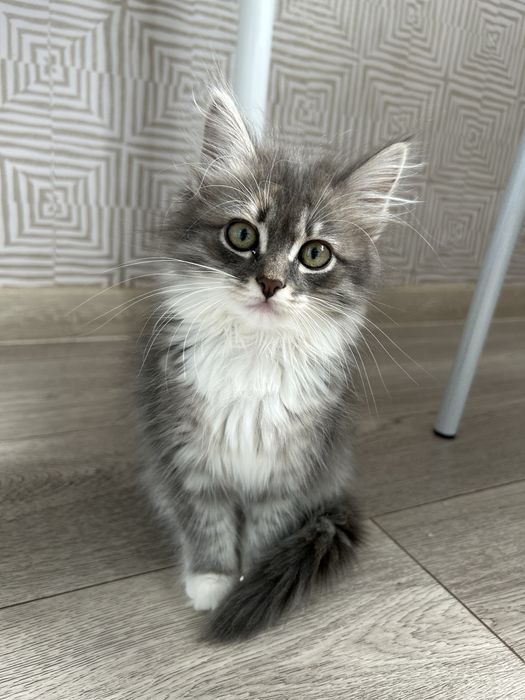 Отдам котенка девочку