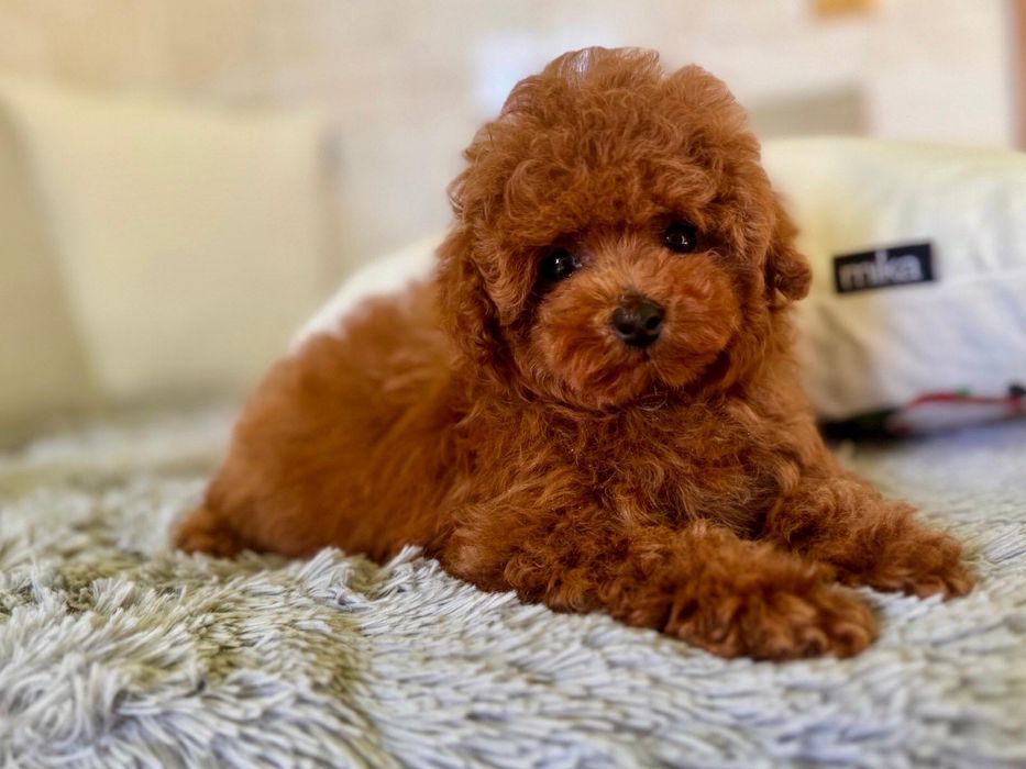 Той Пудел / Toy Poodle
