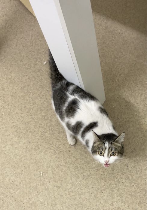 Найдена кошка, ищу старых или новых хозяев