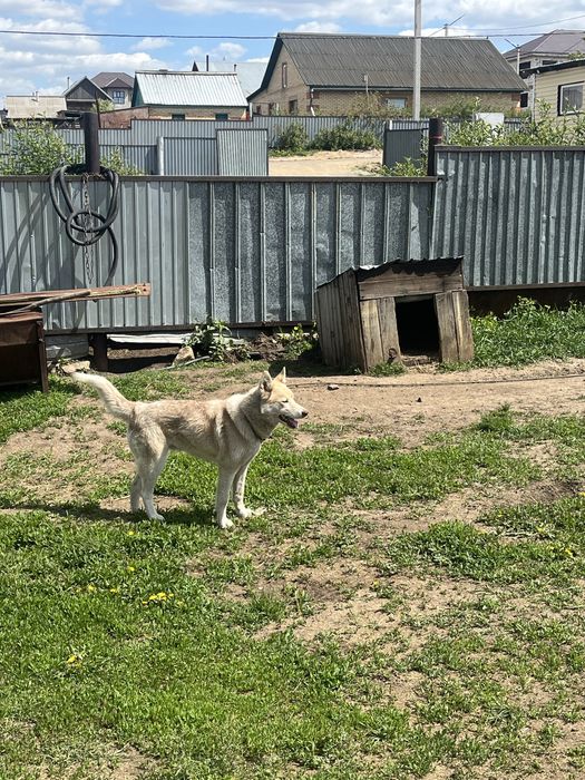 Продам собаку хаски