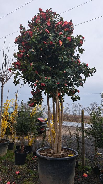 Vindem Palmieri Magnoli Platan Cedru etc