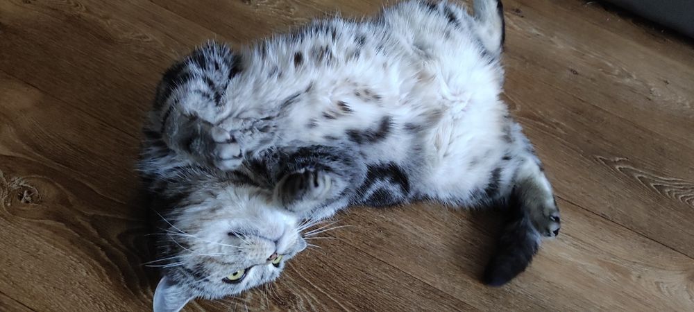 Кошка британка ищет жениха