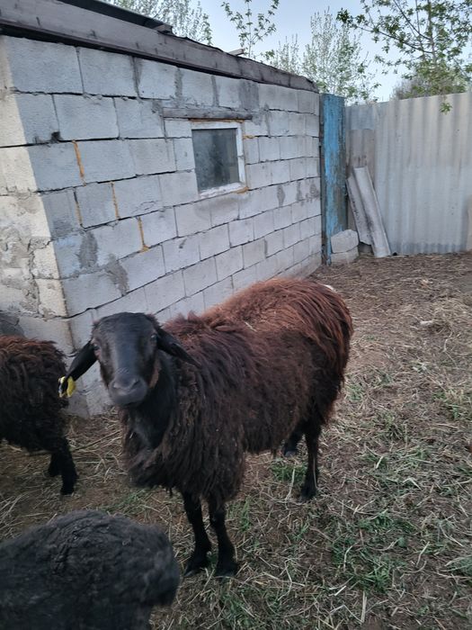 Продам гисарский кошкар