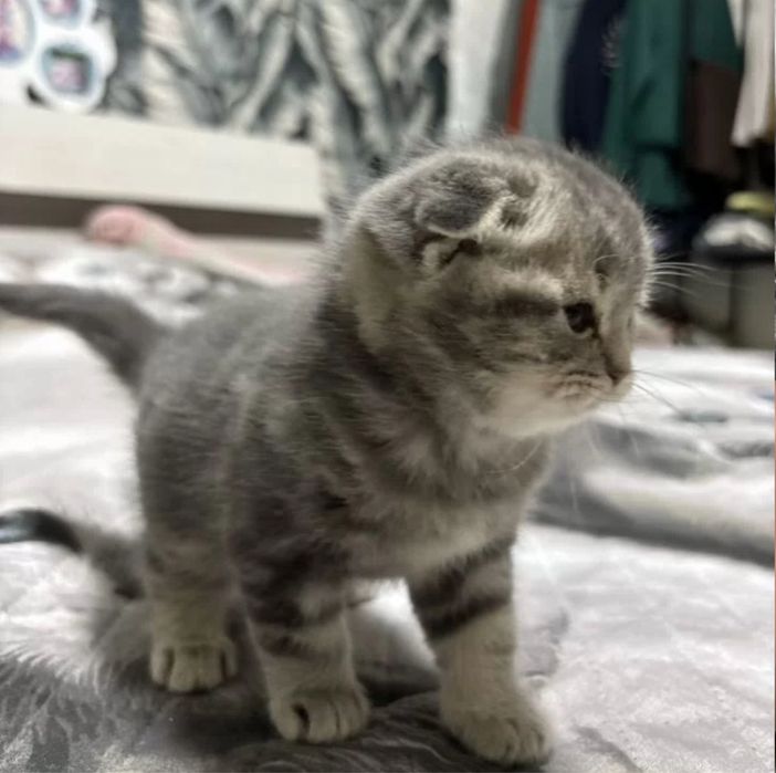 Шотландские Котята