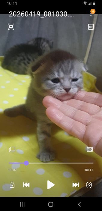 Шикарные чистокровные котята