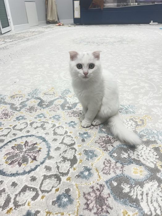 Марғау сатылады 3 айдан асты шотланка