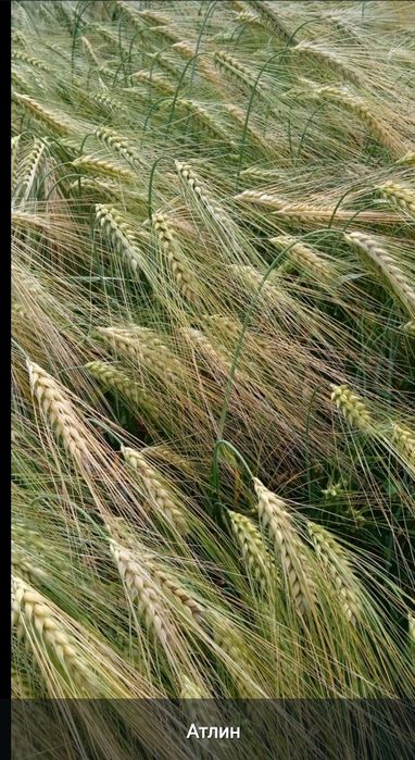 Семена ячменя Атлин