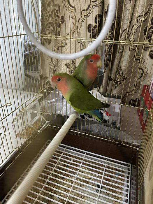 папугай не разлучники