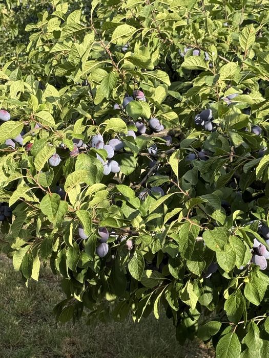 Prune de vanzare